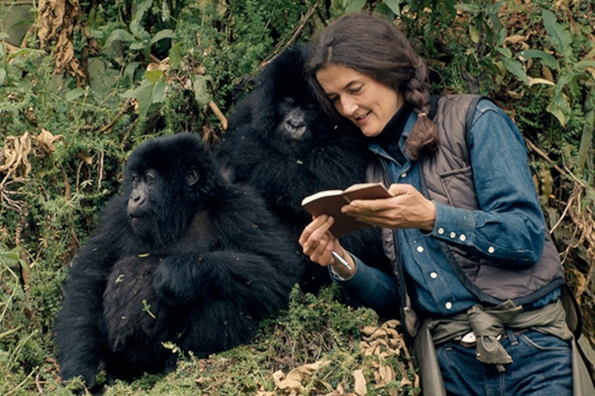 Dian Fossey, a hegyi gorillák megmentője