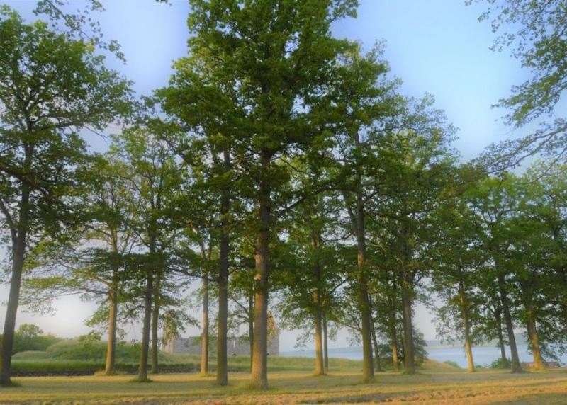 A svéd haditengerészet által ültetett tölgyerdő