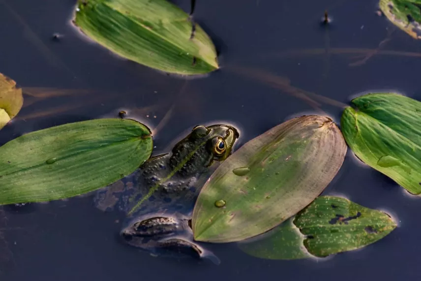 2023-as cikk: Főleg rovarokkal és hüllőkkel bővült a veszélyeztetett fajok listája